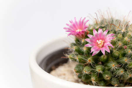 Mammillaria cactus flowers with pink blossom in clay pot on white blurred background. Selective focus.の写真素材