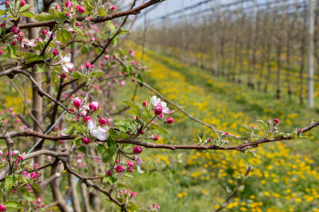 Spring flowers. Blossom on six years old Golden Delicious trees in the apple orchard in April.