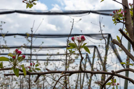 Spring blossom, branch of a blossoming apple tree in orchardの写真素材