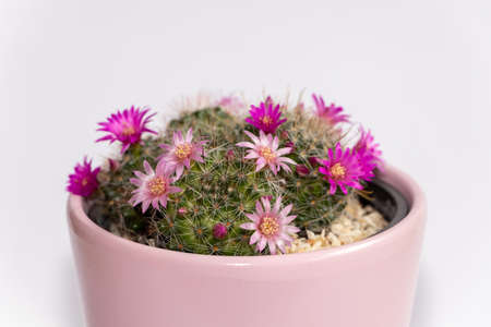 Mammillaria cactus flowers with pink blossom in pink clay pot on white blurred background. Selective focus.の写真素材