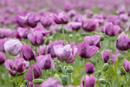 Papaver somniferum, commonly known as the opium poppy. Agricultural field in Serbiaの素材 [FY310169542727]