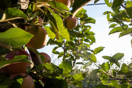 Ripe Royal Gala apples on an apple tree at Serbia apple orchard before picking season.