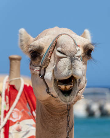 Dromedary camel sahara desert beach Sharm El Naga, Egyptの写真素材