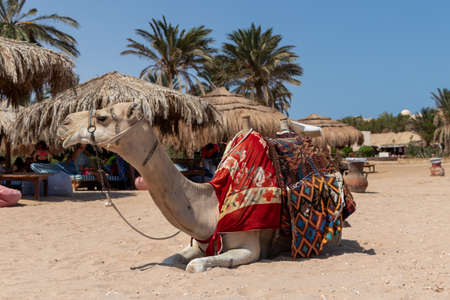 Dromedary camel sahara desert beach Sharm El Naga, Egyptの写真素材