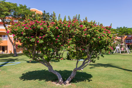 Hurghada, Egypt - September 25 2021: Egyptian garden in hotel Caribbean World Resort Soma Bay