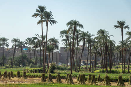 Agricultural fields with sugar cane and palm trees in the city of Qena in Egyptの写真素材