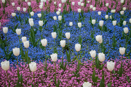 White tulips surrounded by pink and blue flowers in the garden.の写真素材
