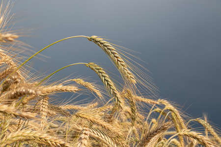 Close up of wheat ears, the field of wheat in summer with dark stormy clouds in region Voivodina, Serbia. Harvesting periodの写真素材