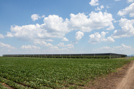 Soybean field and apple orchard with anti-hail net in June, Serbia
