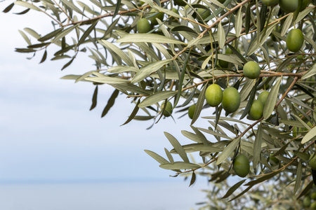 Olive oil trees full of olives. Landscape Harvest ready to made extra virgin olive oil.の写真素材