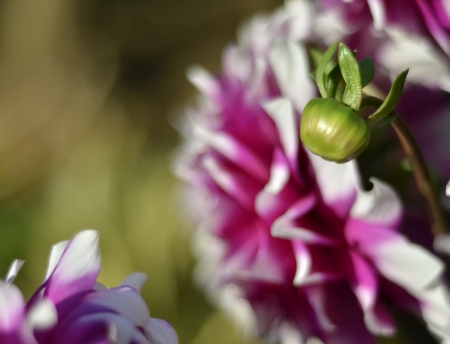 dahlia bud in early sunlight caught with a 75mm lensの写真素材