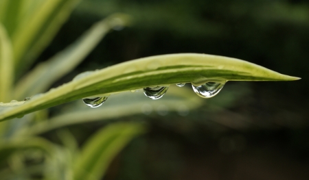 rain drops falling from a croton leaf after a monring showerの写真素材