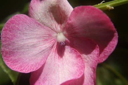 close up of pink and white flower shinning in the sunの写真素材