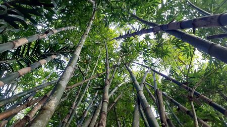 Bamboo grove of leaves on the green, with natural light in style in nature forest, and have...