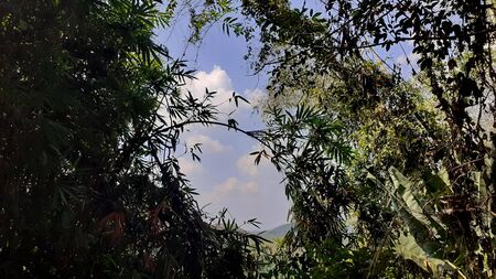 Bamboo grove of leaves on the green, with natural light in style in nature forest, and have...
