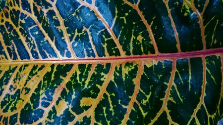 Beautiful green leaves orange, with a texture background, use our space for character design