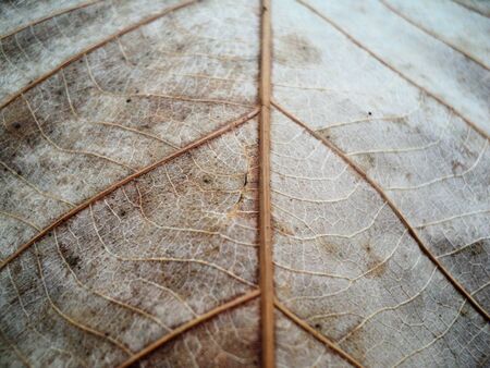 Brown leaves dry background, it is leaf texture for pattern.