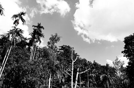 Black and white silhouettes tropical betel nut trees isolated in mountain backgroundの写真素材