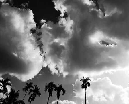Black and white silhouettes tropical betel nut trees isolated in cloud backgroundの写真素材