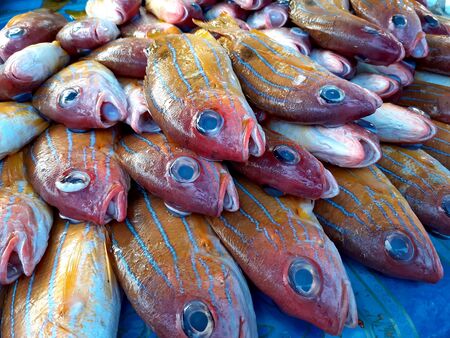 Varieties of fresh fish in market in countryside. Ranong, Thailand
