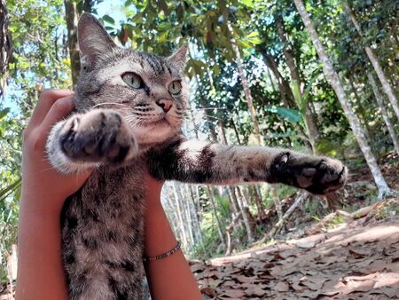 Gray cat,  animal idea, love, top view of an asian girl's arm, which was happy to sleep on the dry...