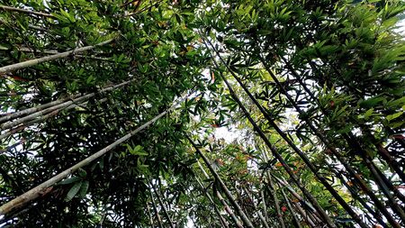Beautiful scenery of bamboo trees and tall in the morning, with a dynamic view of the forest,...