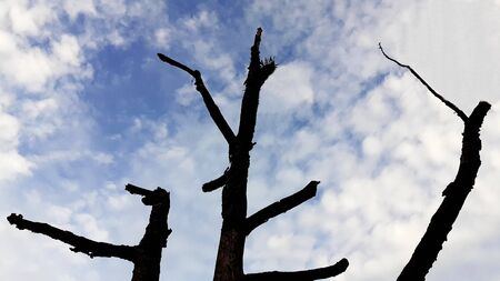 Dead perennial trees, no plants, leaves with dry twigs, with a clear background in the morning sky,...