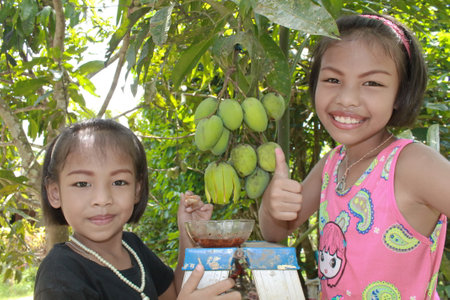 4.22.2018: asian girls looking camera and standing to eat a lot of green raw mangoes nearby, and eating in the mood of happiness, summer seasonal fruit, with organic farm concept.のeditorial素材