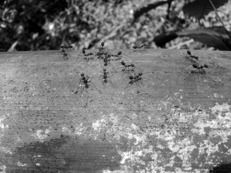 Red ants on trees, small animal team, helping friends injured and dead, on a large brown bamboo trunk, close-up focus photography concept, garden in the Thailand, vintage concept.の写真素材