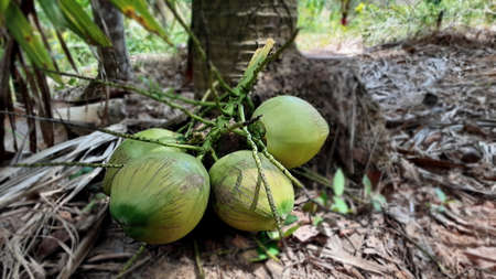 A pile of coconuts and brown bark on the cement floor of the garden house, close up photography concept of coconut fruit, with background for design, countryside, Thailand.の写真素材
