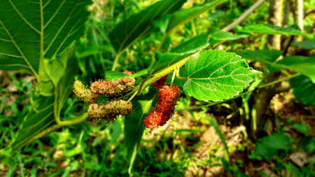 Close-up photography of mulberry trees hanging on growing branche, fresh, ripe, white and pink mulberry on branches, with green leaves in blurred background.の写真素材