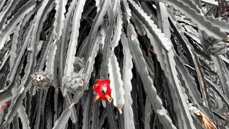 Red dragon fruits on a tree in an organic garden, with dark leaves and thorns, vintage image concept.の写真素材