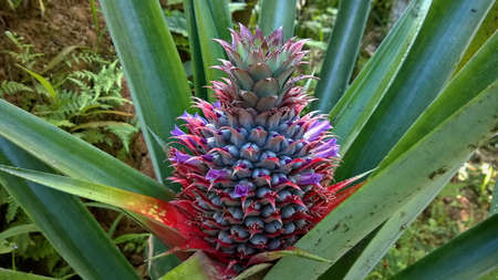 The pineapple spigot was placed on an old bamboo table among a garden, by green plants in blurred background, with tropical orchard in countryside, Thailand.の写真素材