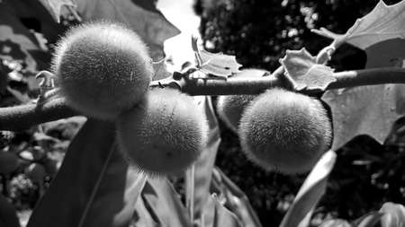 Hairy-fruited eggplant, Solanum ferox hangs on branch tree, has leafs a round effect, with soft hair...