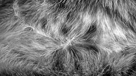 Cat fur abstract background, with texture of Fur pet focus, fashion element design black cat and...