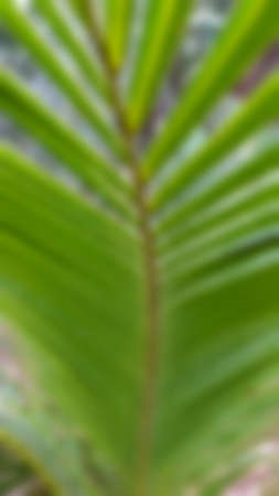 Texture background of coconut leave, with the beam sunlight affect tone, abstract soft blurred and soft focus concept.の写真素材