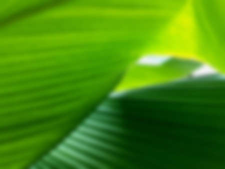 Green leave texture for blurred background, close up tropical nature green leaf caladium frame,...