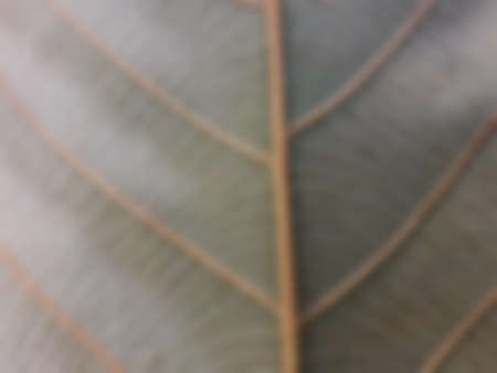 Green leave texture for blurred background, close up tropical nature green leaf caladium frame,...