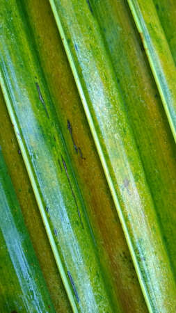 Close-up of tropical, concept texture coconut leaves, abstract green, nature for background