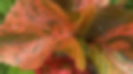 Pink and green leave texture for background, close up tropical nature fancy leaf caladium, blurred image texture for background concept.の写真素材