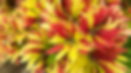 Pink and yellow leave texture for background, close up tropical nature fancy leaf caladium, blurred...