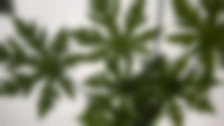 Papaya leaves on blurred photo of white background, with fog on the sky and clouds among garden...