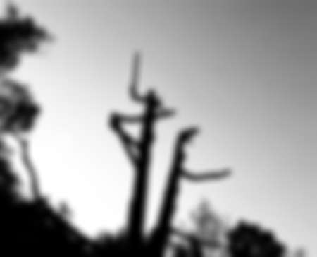 Betel nut trees blurred photo of nature background, with fog on the sky and clouds among garden natural area in countryside, Thailand.の写真素材