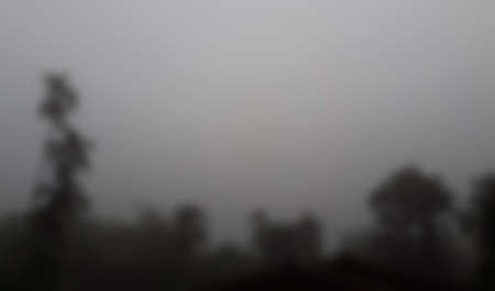 Betel nut trees blurred photo of nature background, with fog on the sky and clouds among garden...