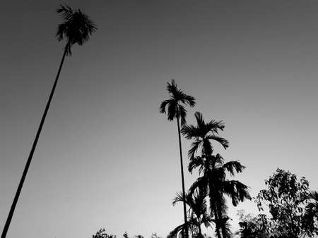 Black and white betel nut trees beautiful photo of nature background, with fog on the sky and clouds among garden natural area in countryside, Thailand.の写真素材