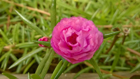 Close up a pink flower, Portulaca Grandiflora, portulaca, Japanese rose, Moss roses, and yellow...