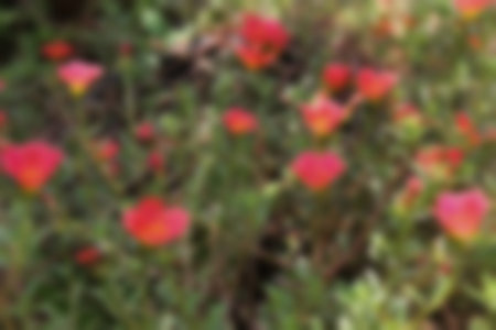 Portulaca grandiflora, moss rose, Japanese rose, Abstract orange flower image on blurred background...