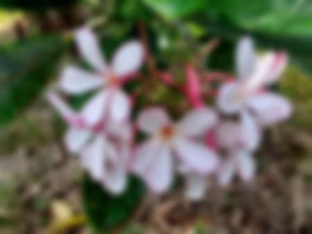 The most beautiful white plumeria flowers blooming in the garden, with bouquet branch tree blurred...