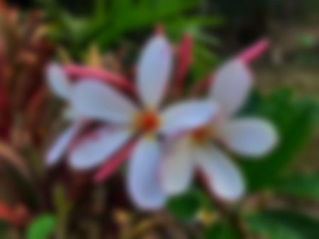 The most beautiful white plumeria flowers blooming in the garden, with bouquet branch tree blurred background. Abstract bokeh concept.の写真素材