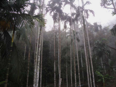 Betel nut trees beautiful photo of nature background, with fog on the sky and clouds among garden...